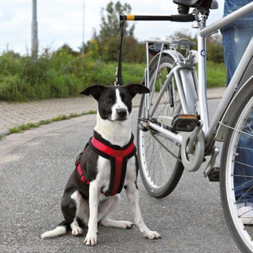 骑自行车遛狗其实并不难，跟着3步走，你家狗狗也可以