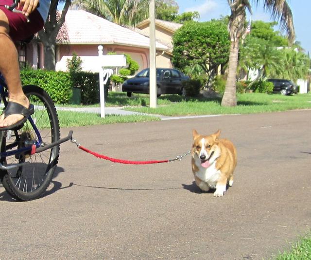 骑自行车遛狗其实并不难，跟着3步走，你家狗狗也可以