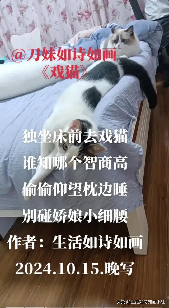高雅的骂人诗,全文不带脏字《戏猫诗八首》