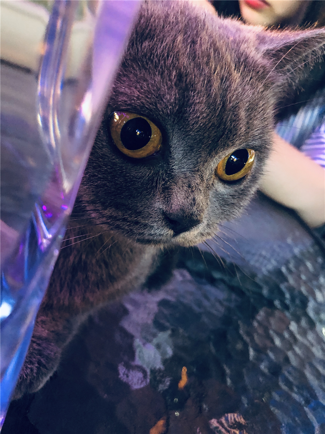 因为脾气差，蓝猫被抛弃了3次，终遇到真主子