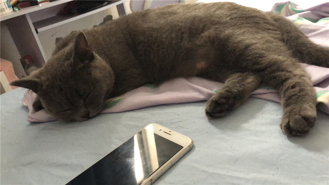 因为脾气差，蓝猫被抛弃了3次，终遇到真主子