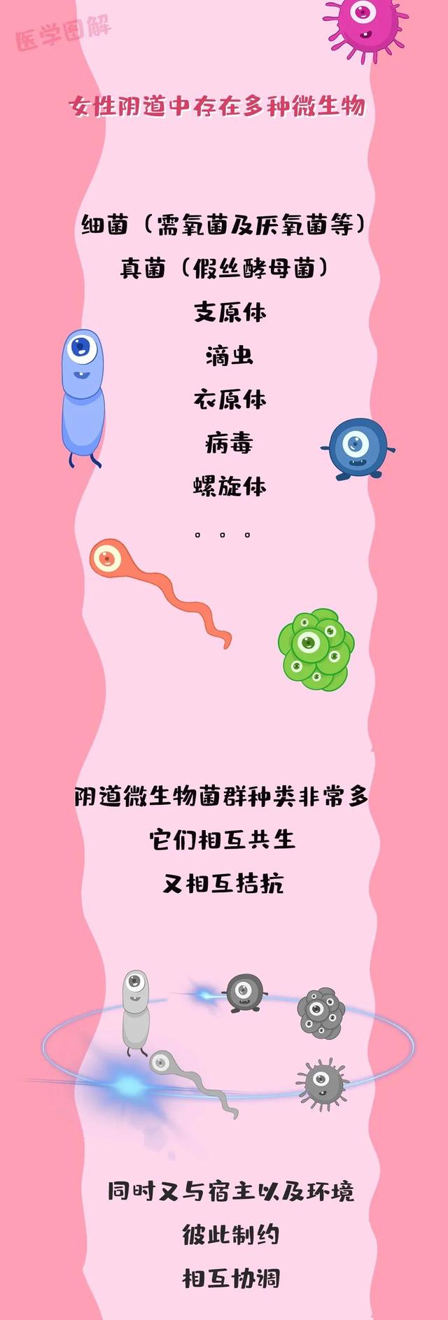 阴道中居然存在着一个大世界——阴道微生态丨医学图解