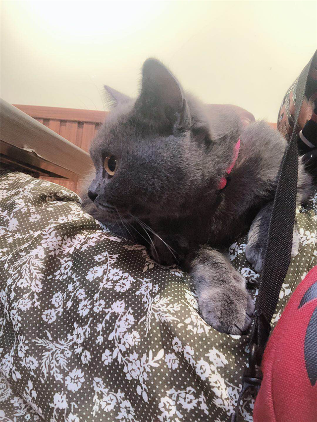 因为脾气差，蓝猫被抛弃了3次，终遇到真主子
