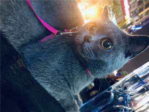 蓝猫与美女(因为脾气差，蓝猫被抛弃了3次，终遇到真主子)