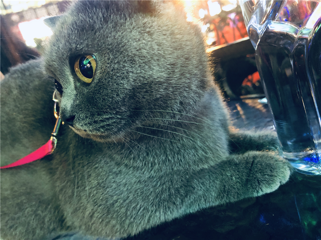 因为脾气差，蓝猫被抛弃了3次，终遇到真主子
