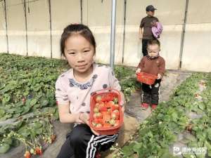 美女穿雨靴摘草莓(春节夏津范楼村草莓采摘园迎来大量游客)