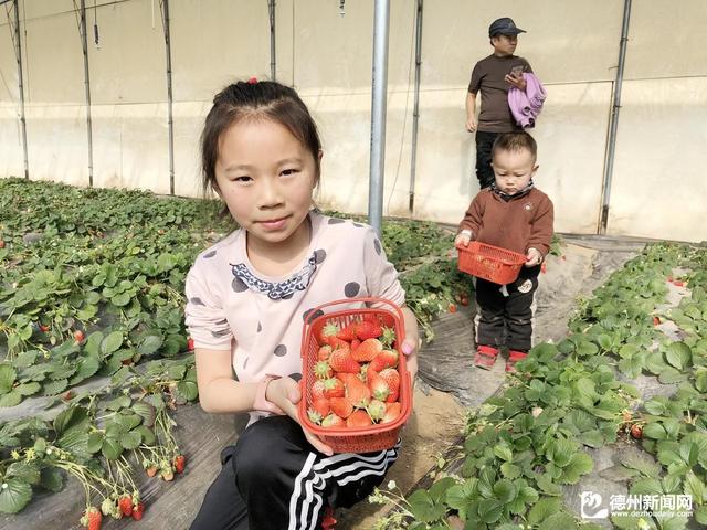 春节夏津范楼村草莓采摘园迎来大量游客