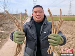 (新春走基层)江苏大丰:辣根飘香海外 “辣”动富民增收