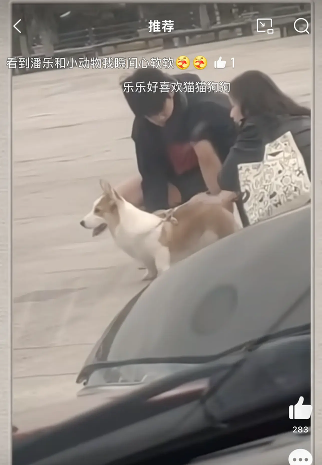 潘展乐训练后，在马路上和一位美女撸狗，场面温馨，太有爱了！