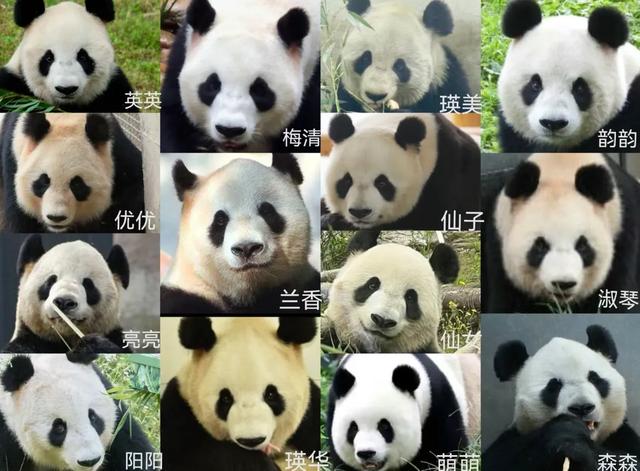圈养熊猫最好命，当是梅兰竹菊这四位美女阿姨
