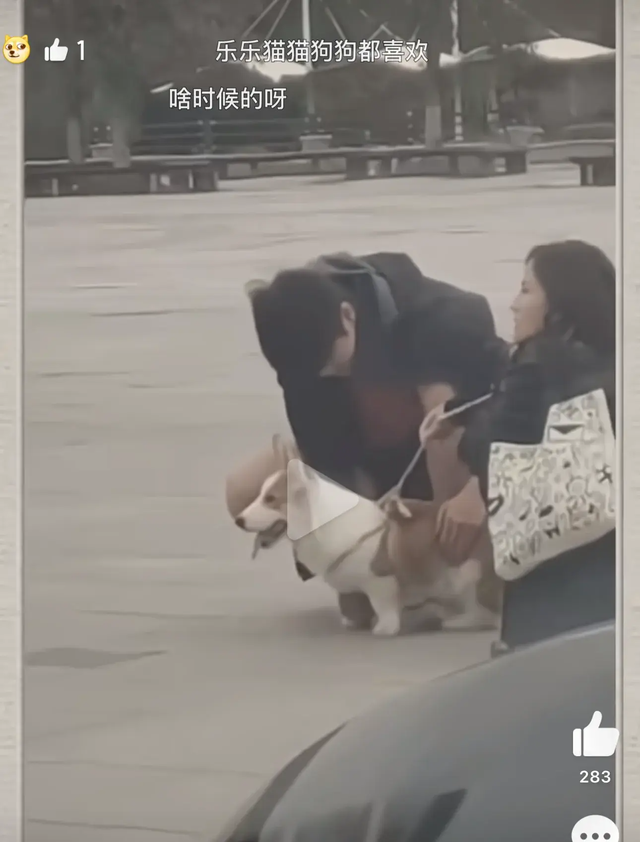 潘展乐训练后，在马路上和一位美女撸狗，场面温馨，太有爱了！