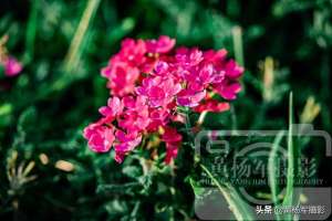 美女樱高清(阳光下美丽迷人的美女樱，初秋娇艳的花朵很漂亮)