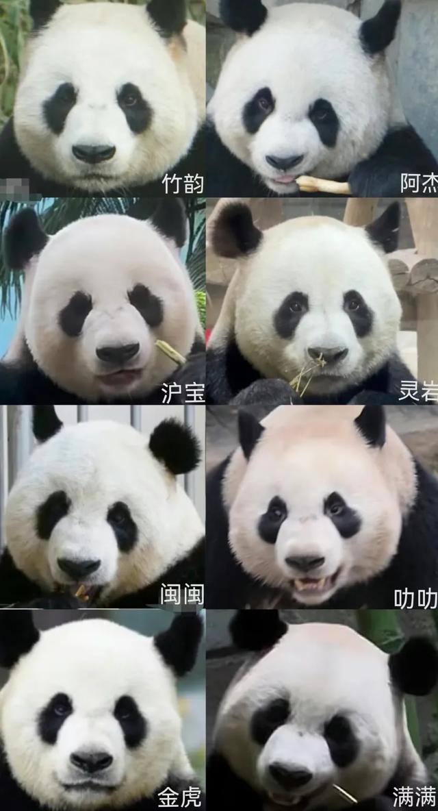 圈养熊猫最好命，当是梅兰竹菊这四位美女阿姨