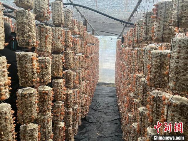 科技援青结硕果 青海乌兰粉木耳迎大丰收