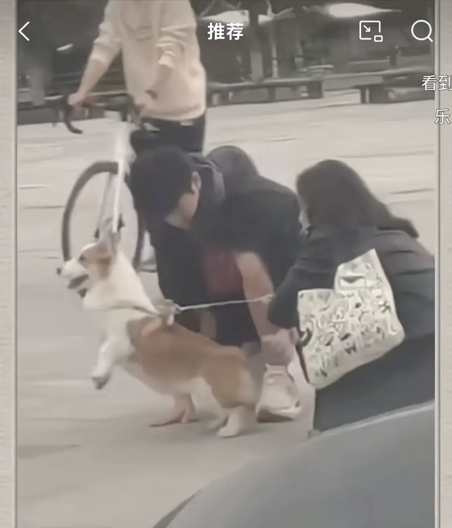 潘展乐训练后，在马路上和一位美女撸狗，场面温馨，太有爱了！
