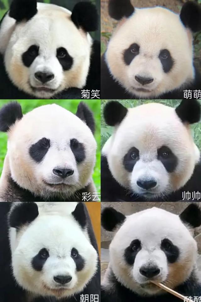圈养熊猫最好命，当是梅兰竹菊这四位美女阿姨