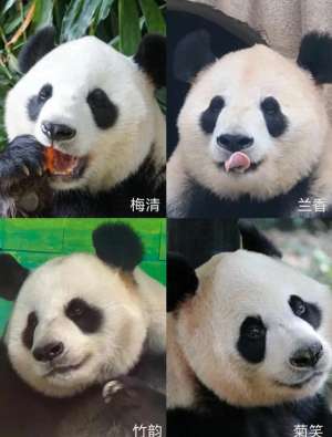 熊猫 美女(圈养熊猫最好命，当是梅兰竹菊这四位美女阿姨)