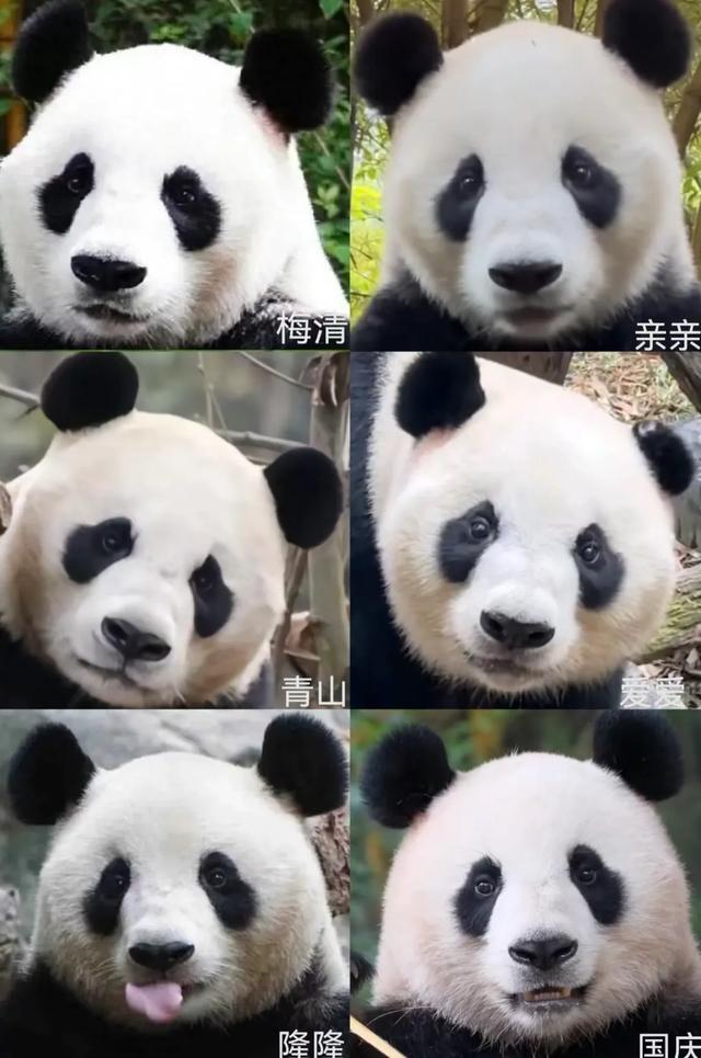 圈养熊猫最好命，当是梅兰竹菊这四位美女阿姨