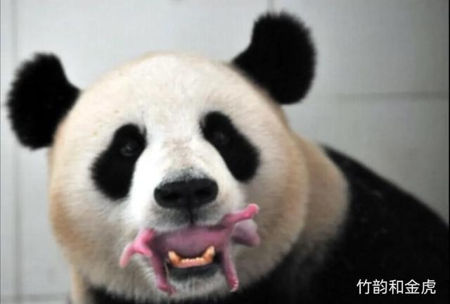 圈养熊猫最好命，当是梅兰竹菊这四位美女阿姨