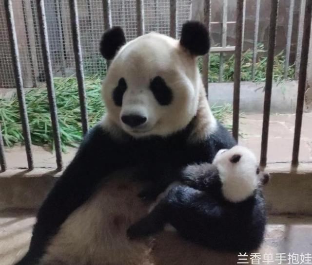 圈养熊猫最好命，当是梅兰竹菊这四位美女阿姨