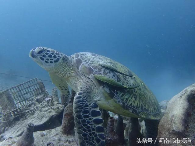杭州85后美女旅游回国突发腹泻,三进ICU抢救了101天,只因……