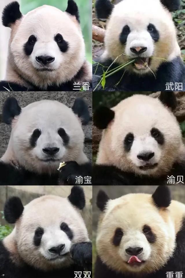 圈养熊猫最好命，当是梅兰竹菊这四位美女阿姨