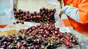 电商西进助推县域新春供销两旺:智利车厘子拼多多包邮到西藏