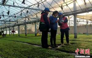 山西忻州:电力赋能大棚种植更“智慧”