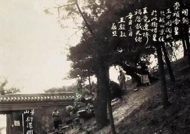 三百七十五年前,我是景山上一棵犯罪的树