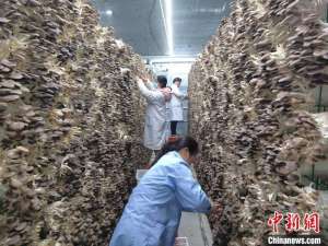 (新春走基层)江西九江:秀珍菇喜丰收 奏响新春致富曲