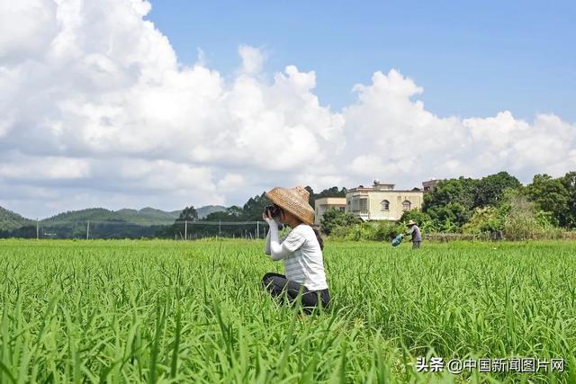 95后“阿渔妹”视频记录渔家生活