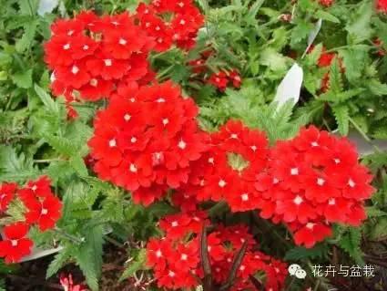 糖果色的美女樱诱惑，你知道它的哪些品种呢？