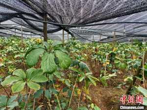 云南力争2027年中药材种植规模达1000万亩以上