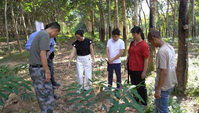 专家帮扶启新程 共赴未来谱新篇——省专家人才助力勐腊县橡胶、文旅康养产业高质量发展