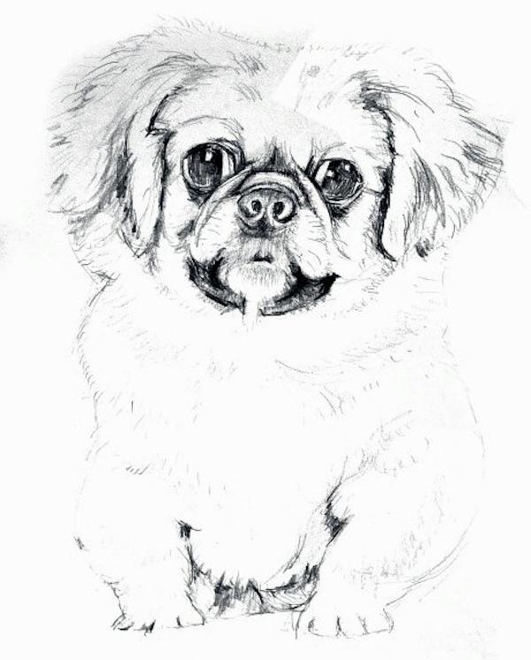 现场|谢稚柳陈佩秋文献展:大千曾赠牛耳笔,二人合作八犬图