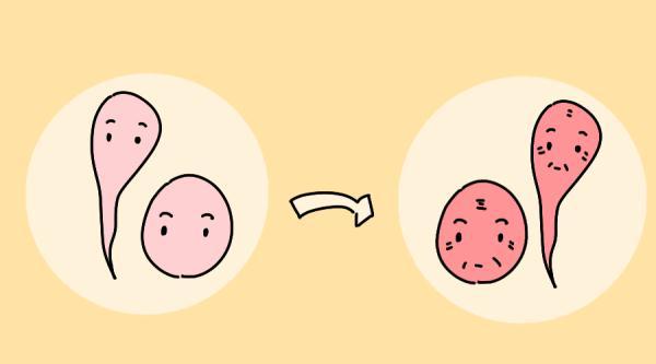 为何女明星更容易怀上双胎？不是天生的，这两种方法普通人不愿做