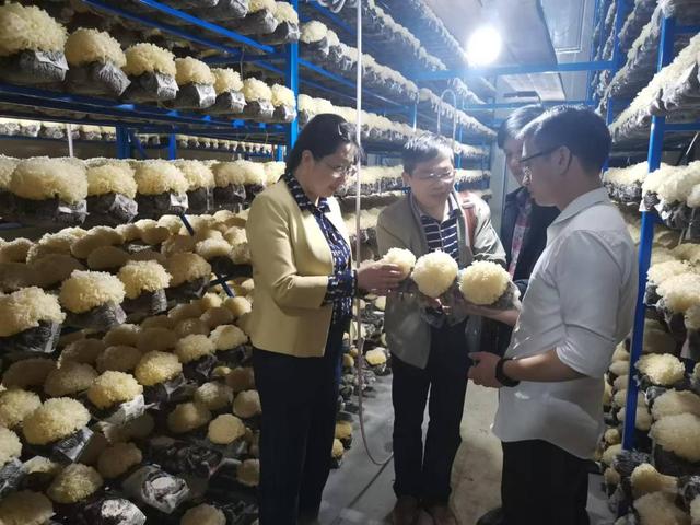 产业观察|让银耳种得好也卖得好,福建古田这样“上新”