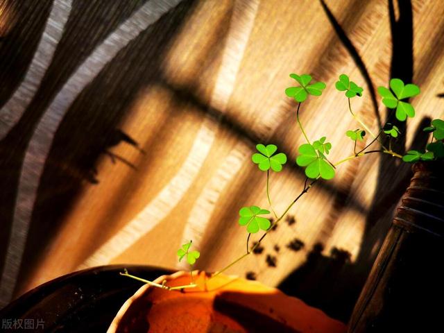 花开有期,花落无语,人生无常