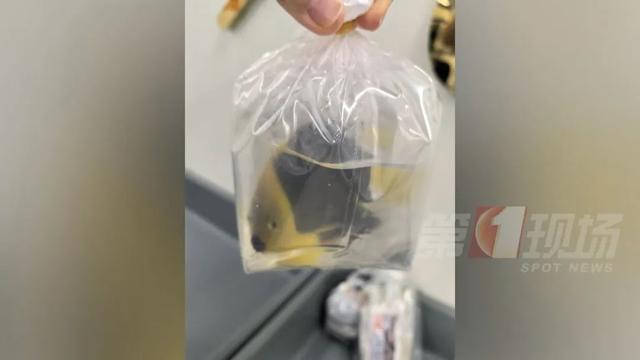 男子“内裤藏虫”,入境被查!每只售价高达数千元