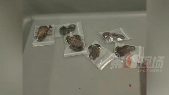 男子“内裤藏虫”,入境被查!每只售价高达数千元