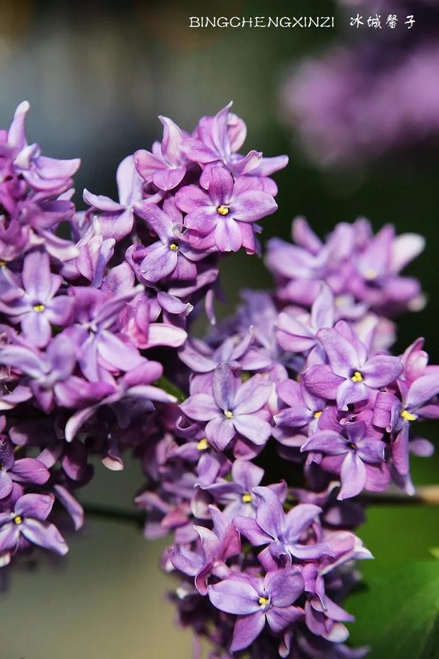 五月丁香开，美翻一座城