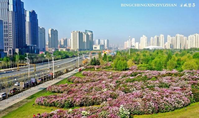 五月丁香开，美翻一座城