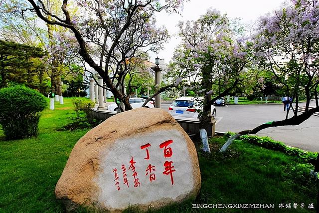 五月丁香开，美翻一座城