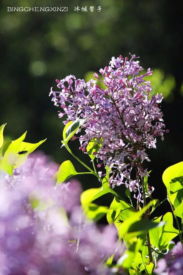 五月丁香开，美翻一座城