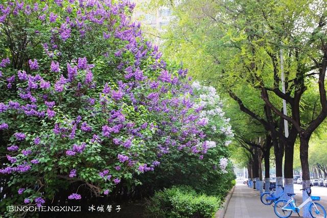 五月丁香开，美翻一座城