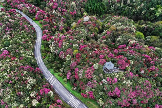 百里杜鹃，花开成海