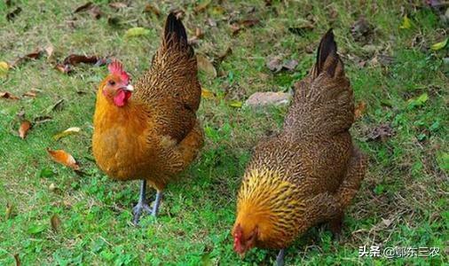 农村养土鸡周期长,成本高,养殖难,究竟能卖多少钱一斤合适?