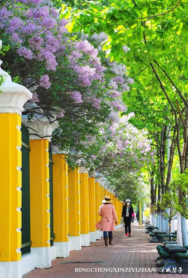 五月丁香开，美翻一座城