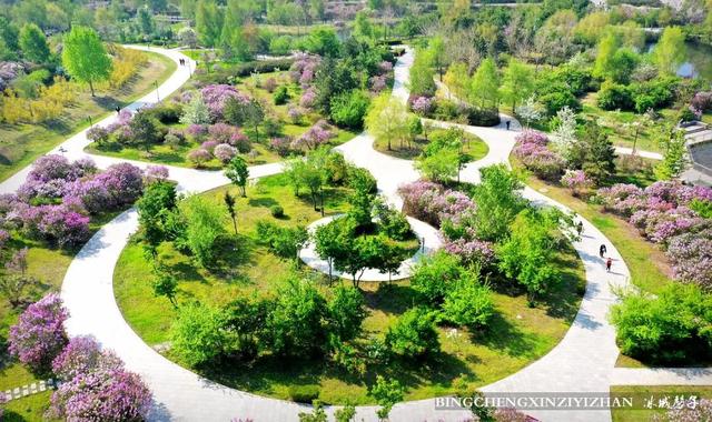 五月丁香开，美翻一座城