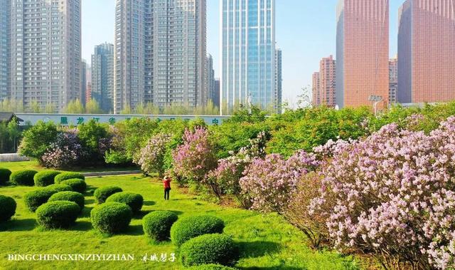 五月丁香开，美翻一座城